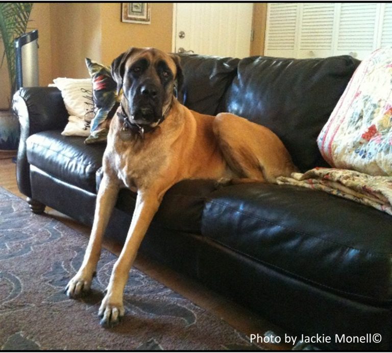 How Much Sleep Do Older Dogs Need? Pet Safety Crusader