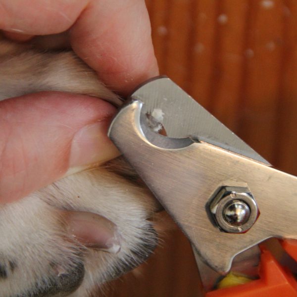 http://www.petsafetycrusader.com/shop/health-and-safety-products/dr-buzbys-diy-master-dog-course-nail-trimming-without-fear/