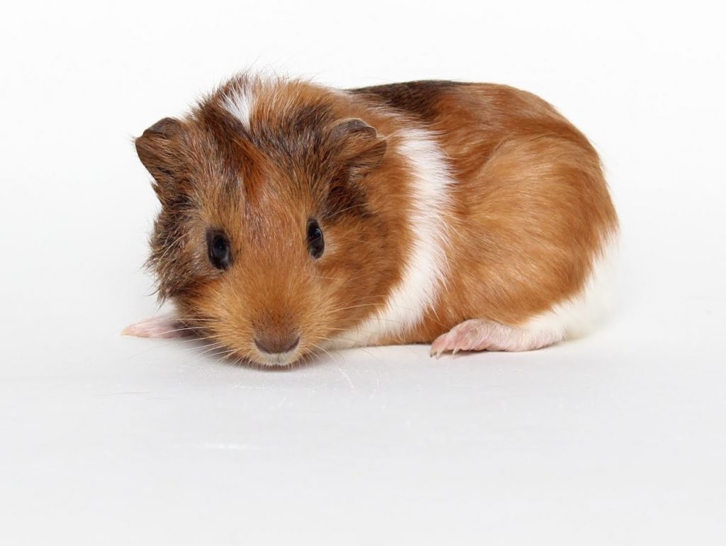 Bloat, Colic & G.I. Stasis Dogs, Guinea Pigs, Horses & Rabbits Pet