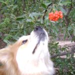 TUESDAY TIP:  Ingested Poisons!