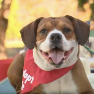 Denise Fleck K9 Corner