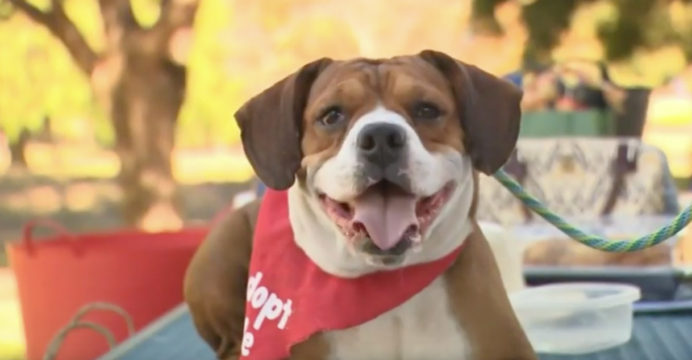 Denise Fleck K9 Corner