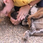 Pet First-Aid & CPCR Class via LIVE Webinar