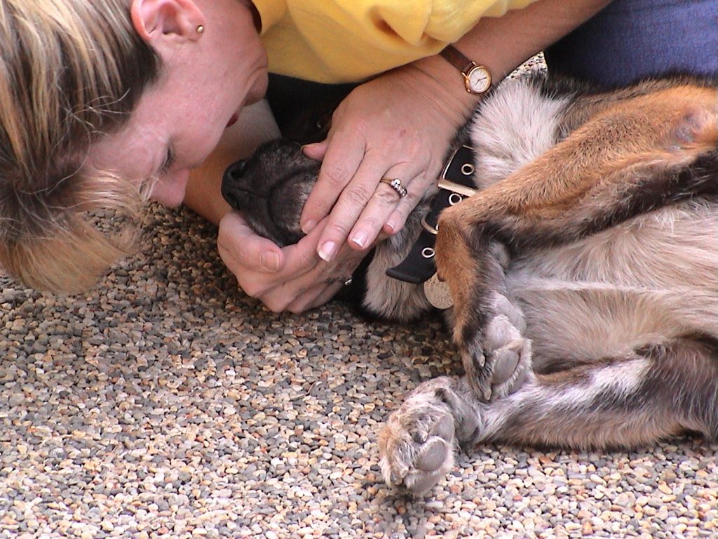 Pet First-Aid & CPCR Class via LIVE Webinar