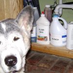 TUESDAY TIP:  Inhaled Poisons