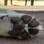 TUESDAY TIP:  Absorbed Poisons!