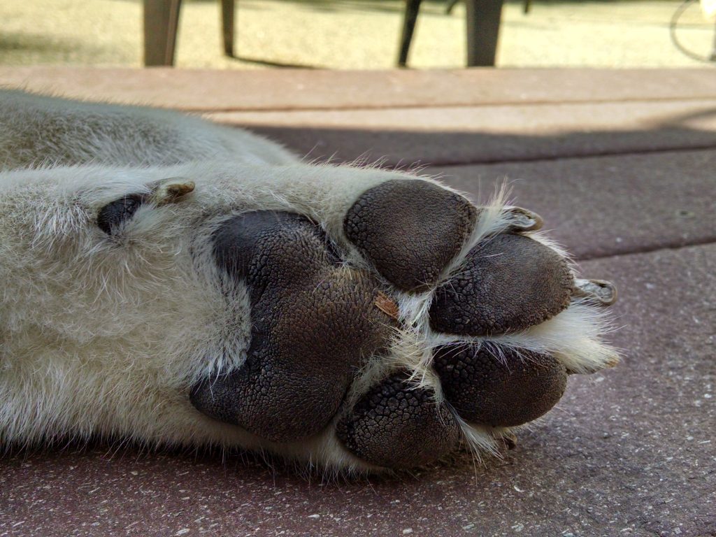 TUESDAY TIP:  Absorbed Poisons!