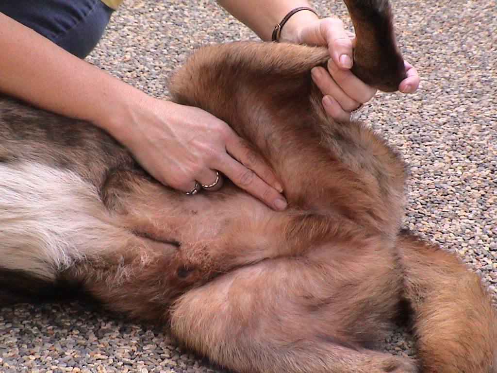 Checking Your Pet's Vitals - Pet Safety Crusader