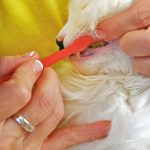 TUESDAY TIP:  Pet Dental Health