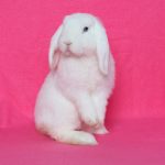 TUESDAY TIP:  Checking Your Rabbit's Vitals