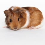 TUESDAY TIP:  Caring for Guinea Pigs