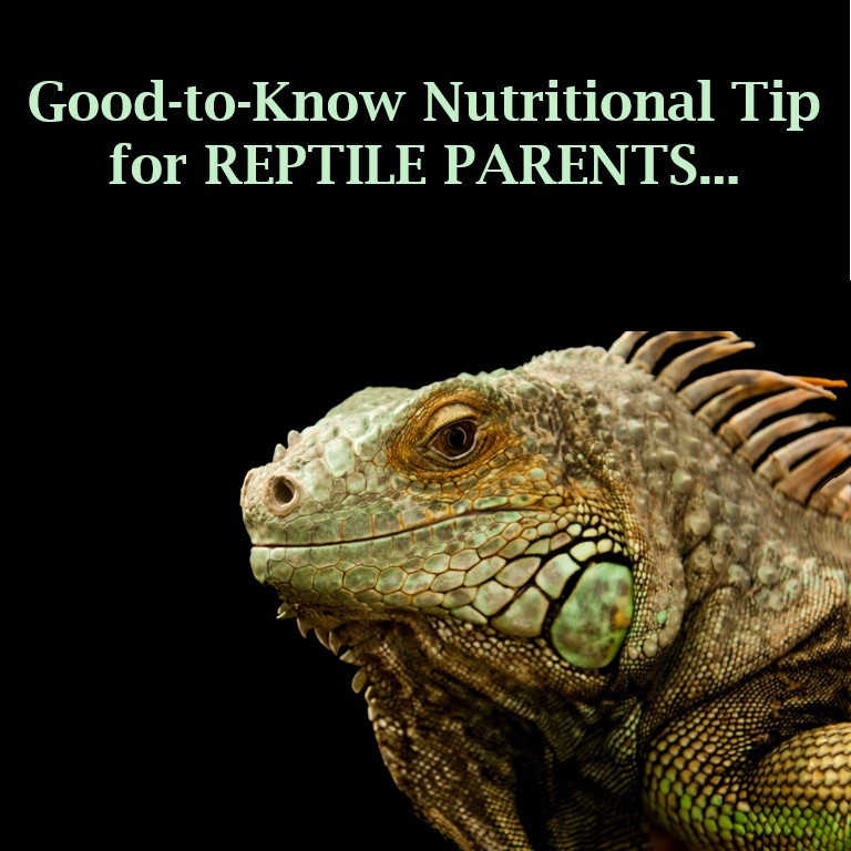 Fresh Look at Topflight Dubia Premium Dubia Roaches For Optimal Reptile Pet Nutrition